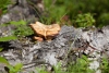 In der Wäldern wachsen viele verschiedene, auch essbare, Pilze