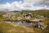 Kustvoller Felsen auf dem Landtransport zum See Guddujávrre