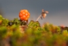 Die typisch lappländischen Beeren versüssen unsere Tage in der Wildnis